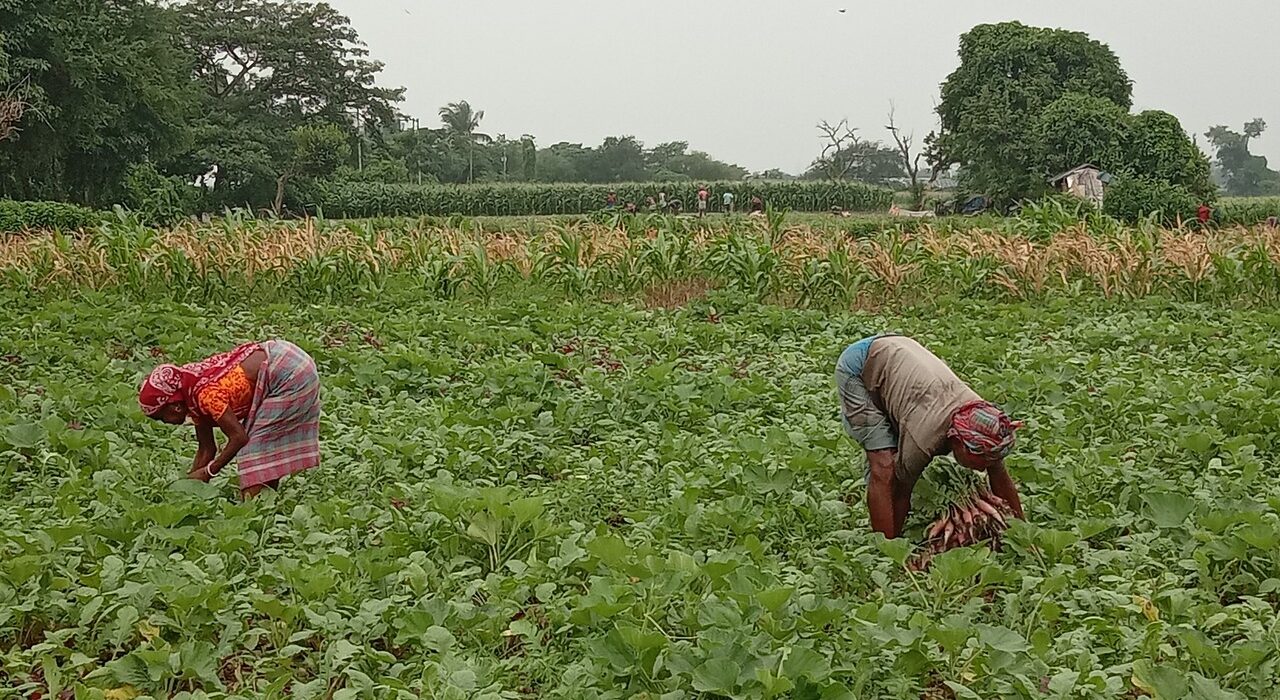 Demand of growth is the undoing of Indian agriculture