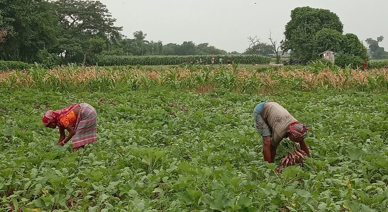 Demand of growth is the undoing of Indian agriculture
