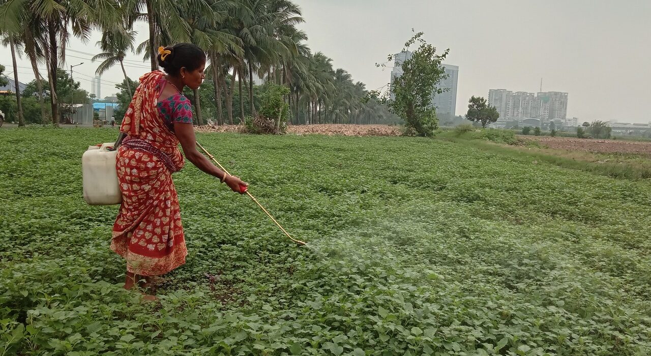 A rural woman spraying pesticids close to kolkata