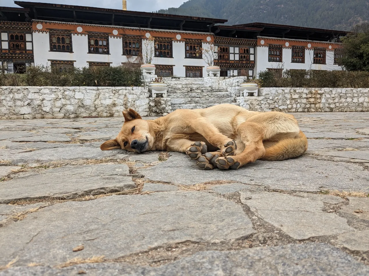 Supreme Court stray dog order
