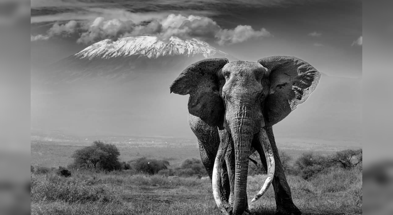 Craig the Elephant
