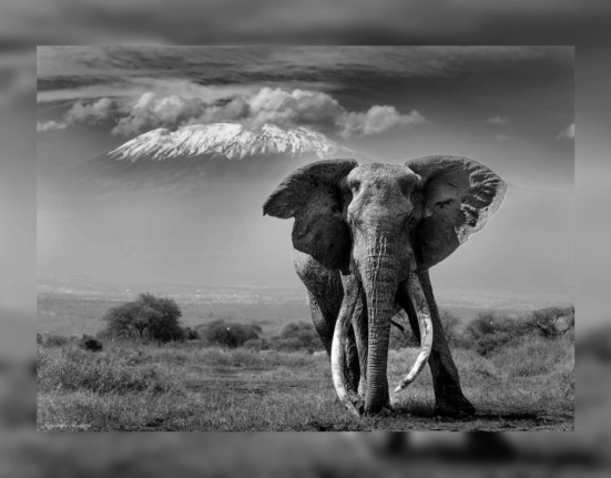 Craig the Elephant