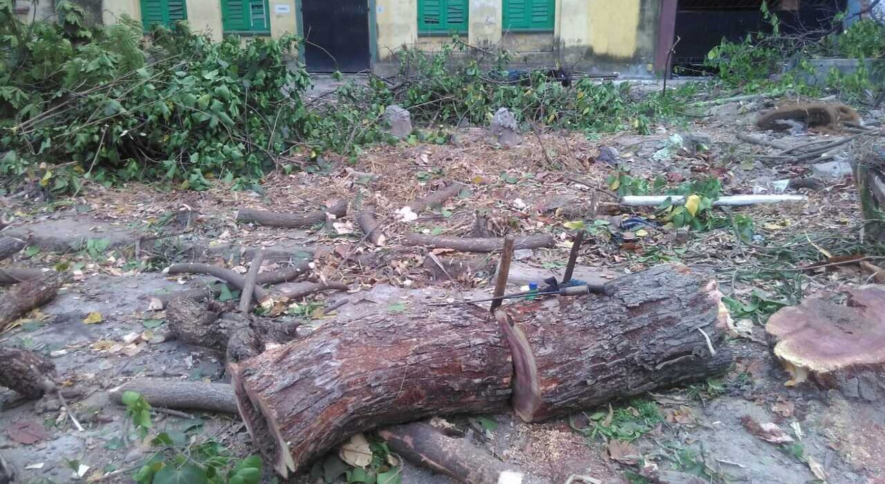 Kolkata tree felling