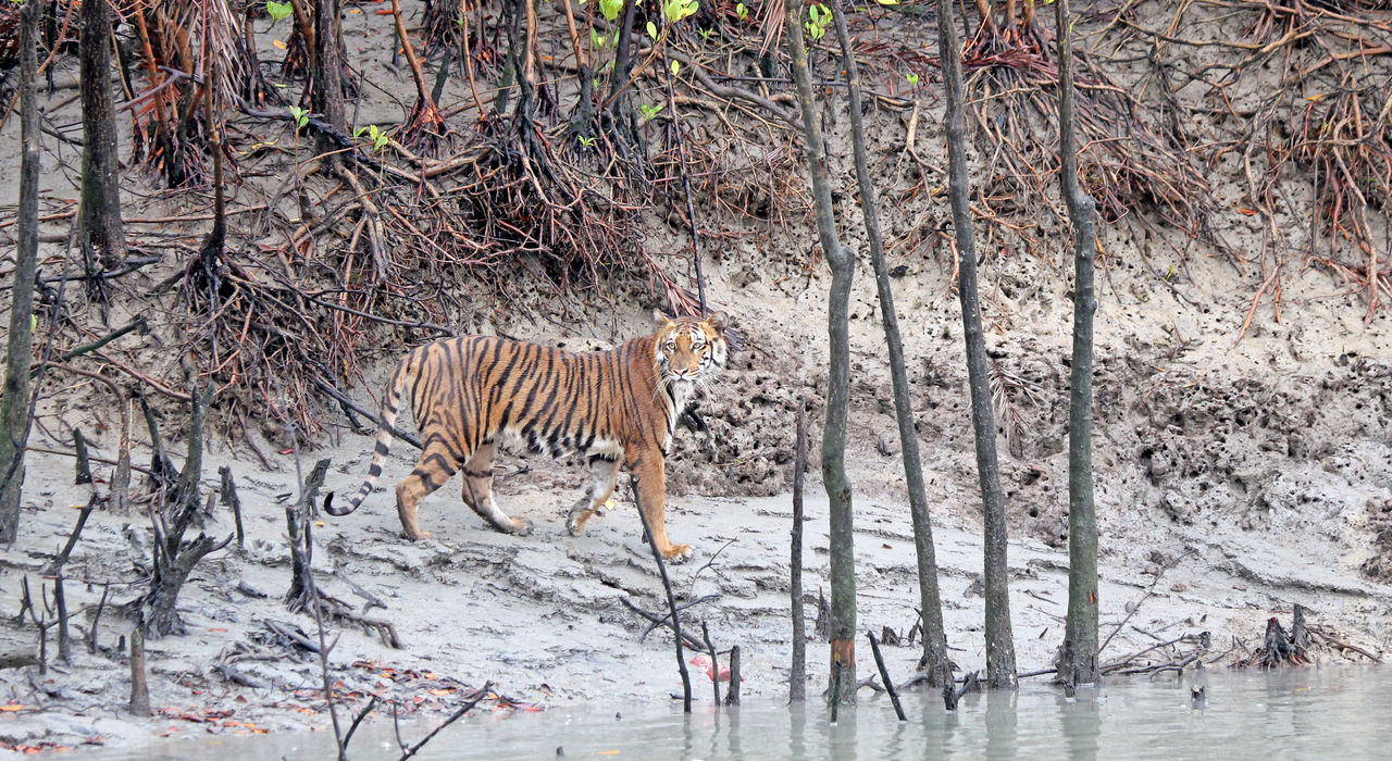 International Big Cat Summit 2026