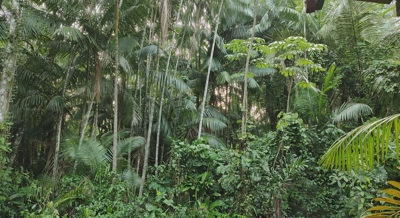 Amazon rainforest tipping point