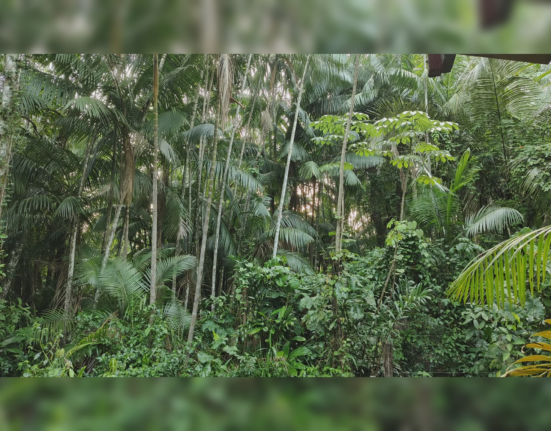Amazon rainforest tipping point