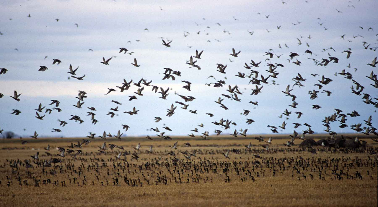Nature Reviews Biodiversity study
