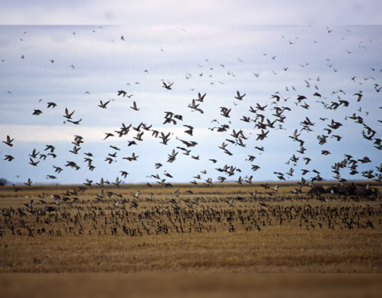 Nature Reviews Biodiversity study