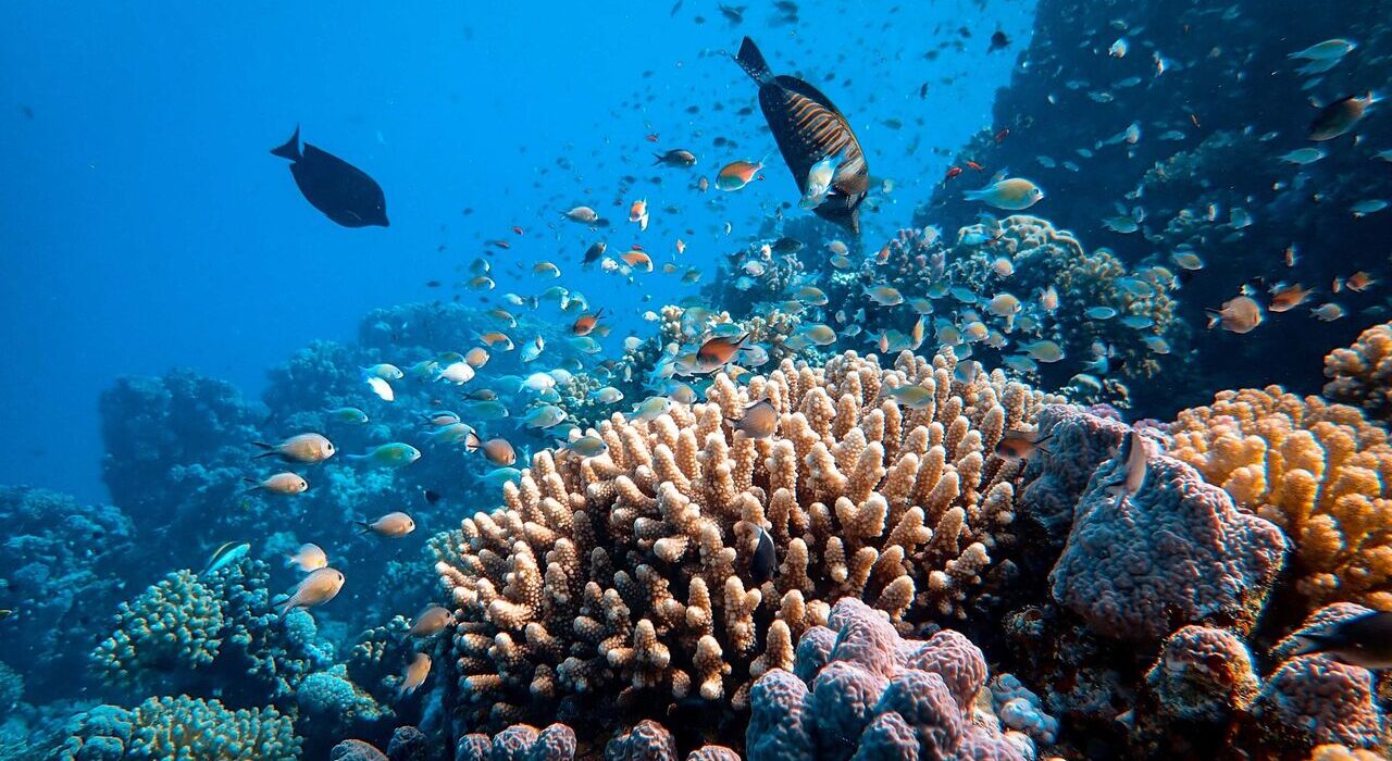 Climate Central coral bleaching