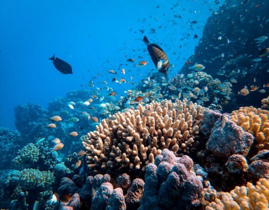Climate Central coral bleaching