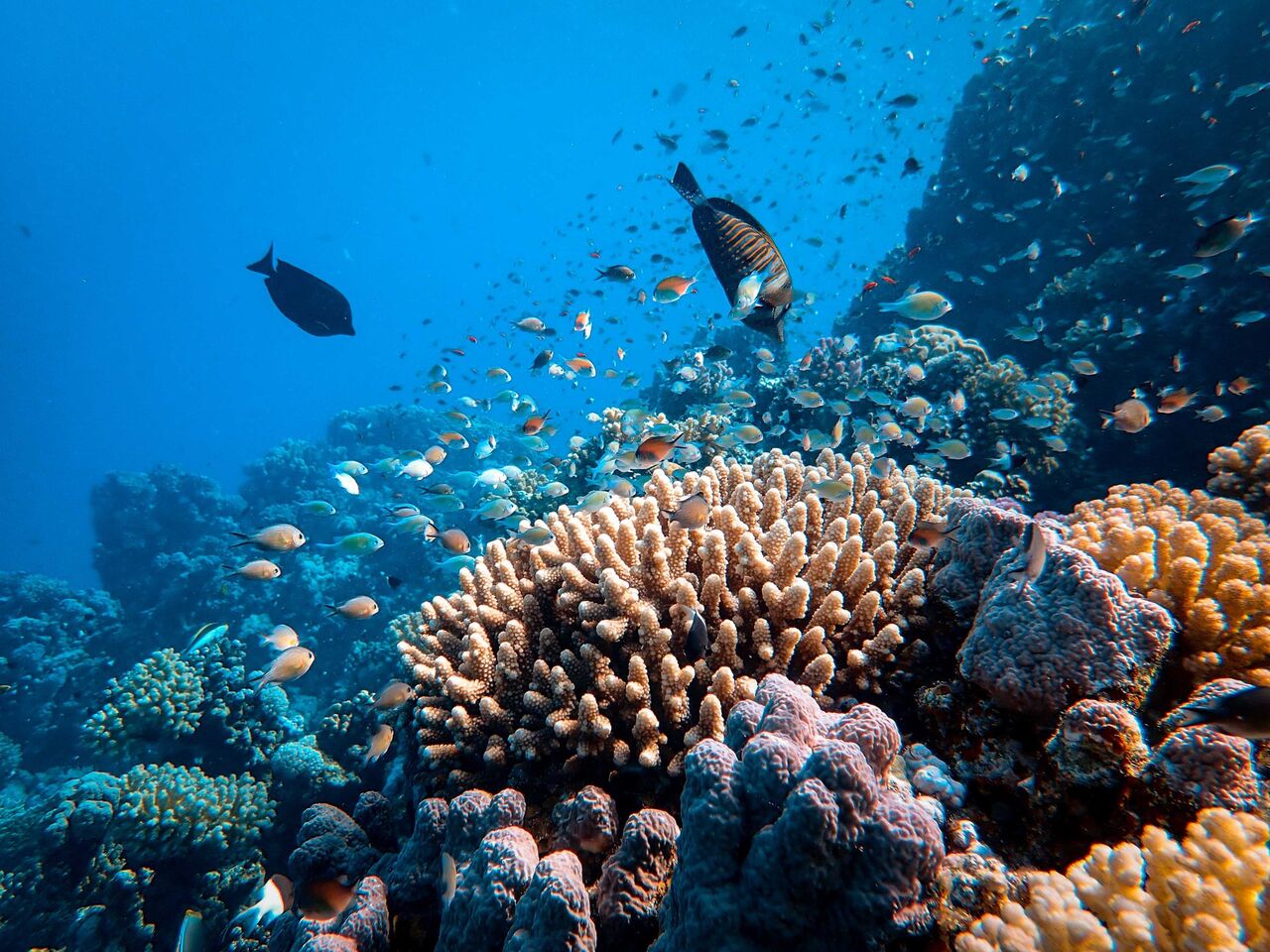 Climate Central coral bleaching