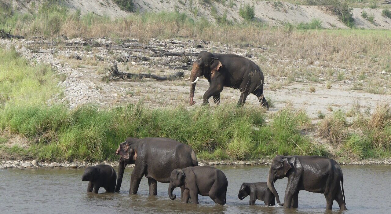 India elephant conservation