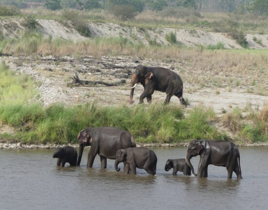 India elephant conservation