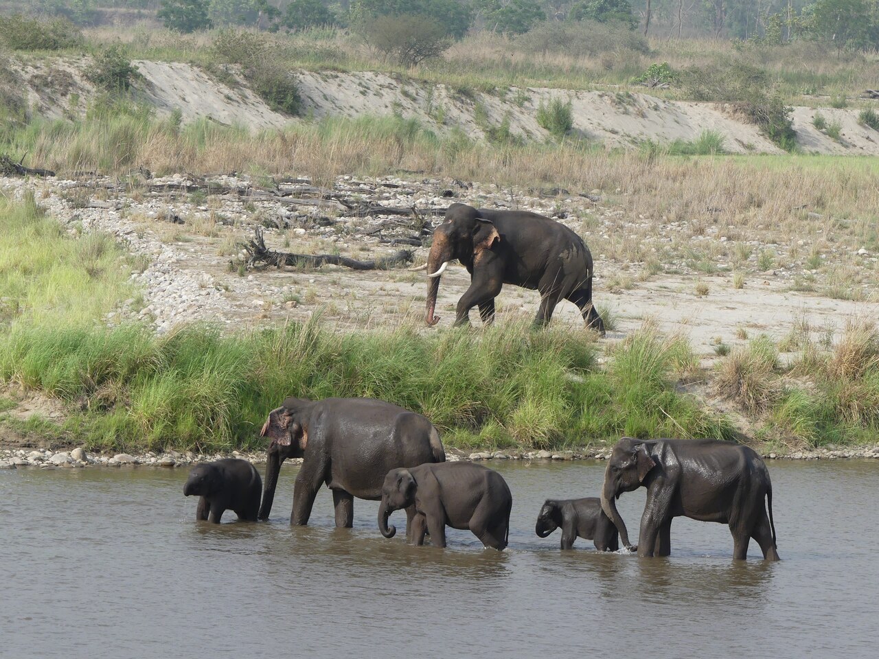 India elephant conservation