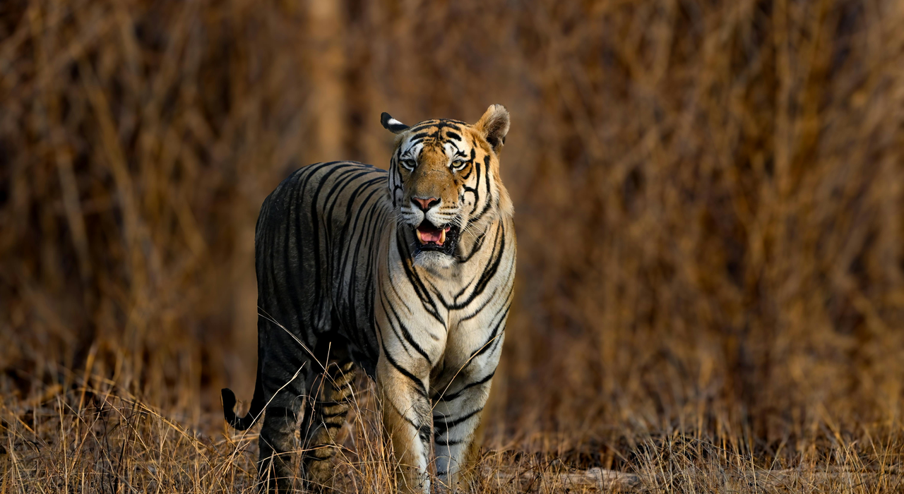 NCBS tiger leopard study