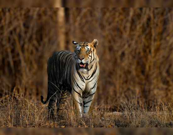 NCBS tiger leopard study