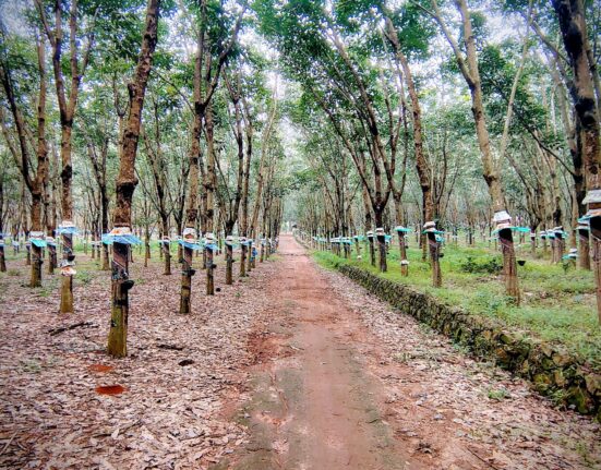 Tripura rubber plantation