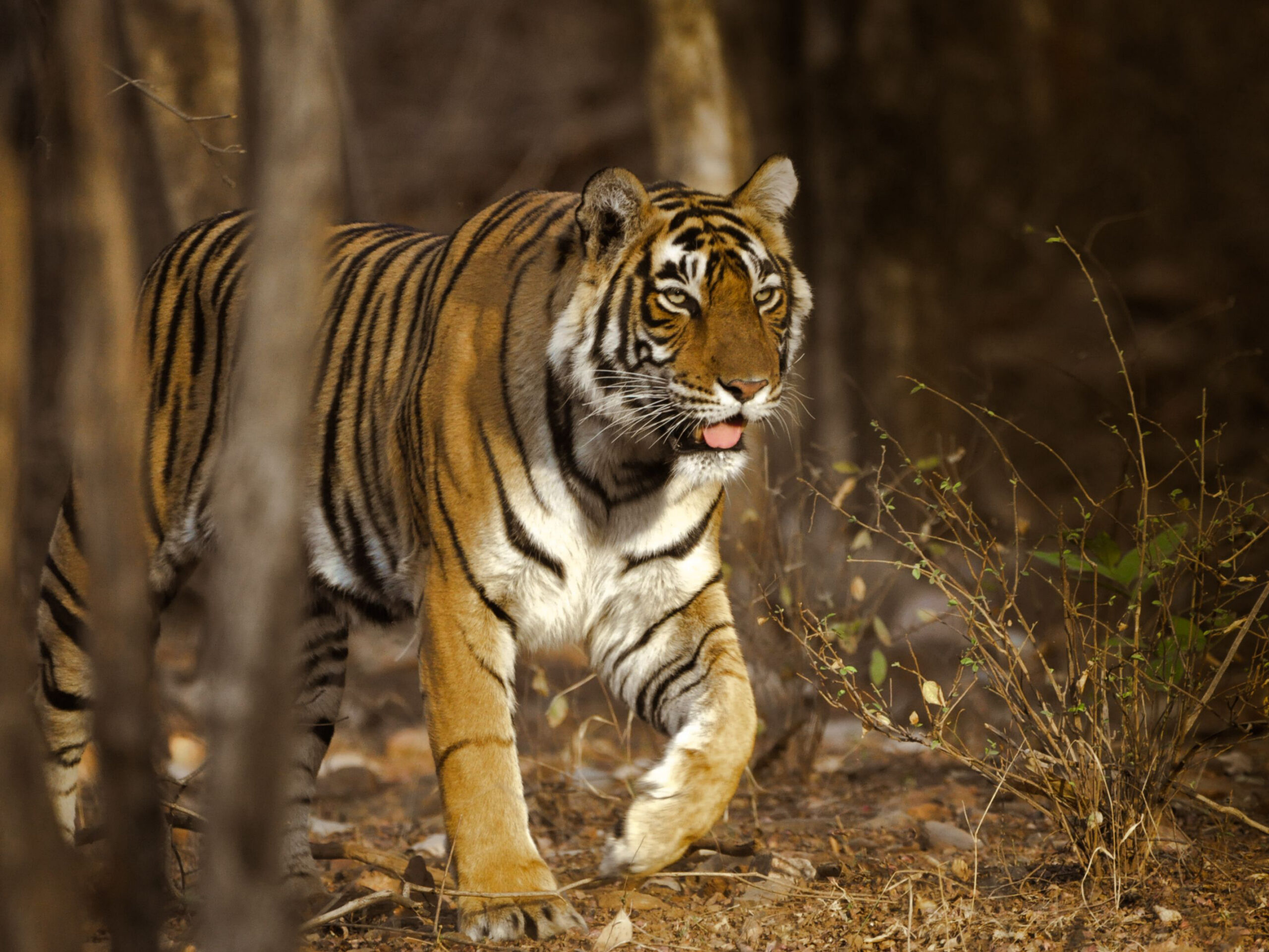 WWF Living Planet Report 2026